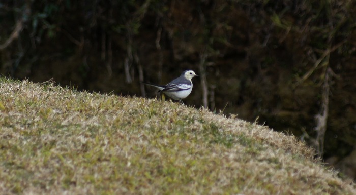 ������С _DSC2428.JPG