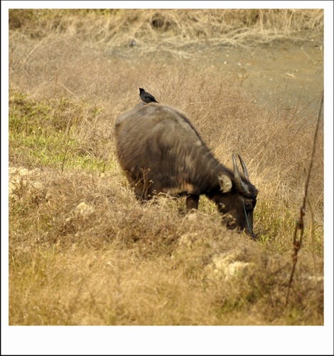 ������С _DSC2364.JPG