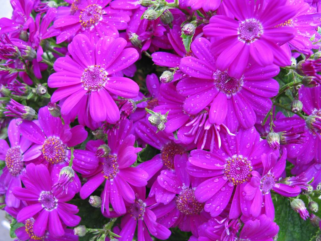 ������С IMG_6835.JPG